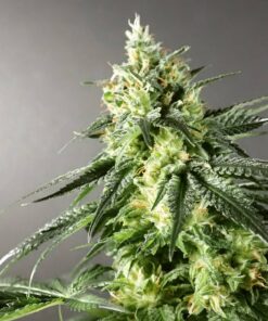 GMO x Larry OG Fem — Tramuntana Seeds