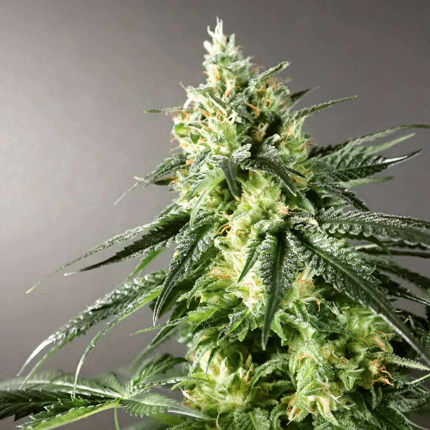 GMO x Larry OG Fem — Tramuntana Seeds