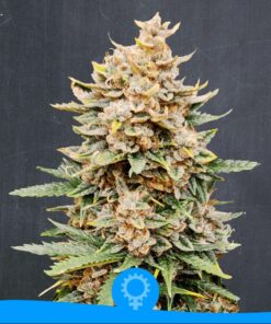 Godzilla Super Glue Auto — La Semilla Automática