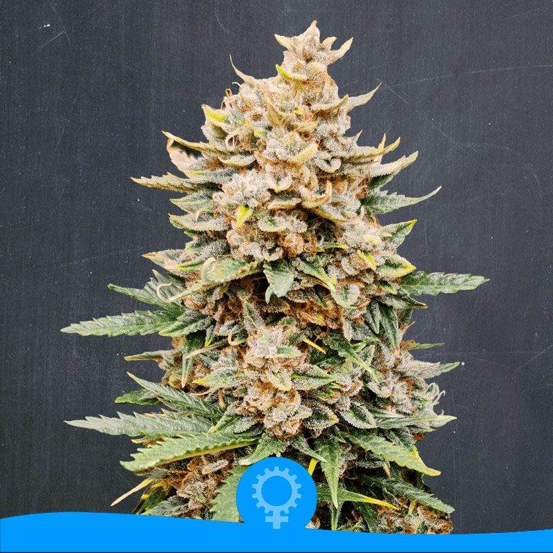 Godzilla Super Glue Auto — La Semilla Automática
