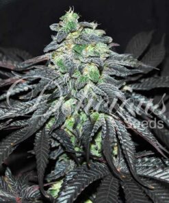 Golosa Fem — Delicious Seeds