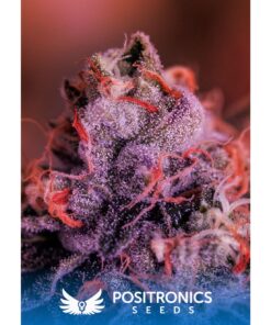 Gordo Master Kush Fem — Positronics