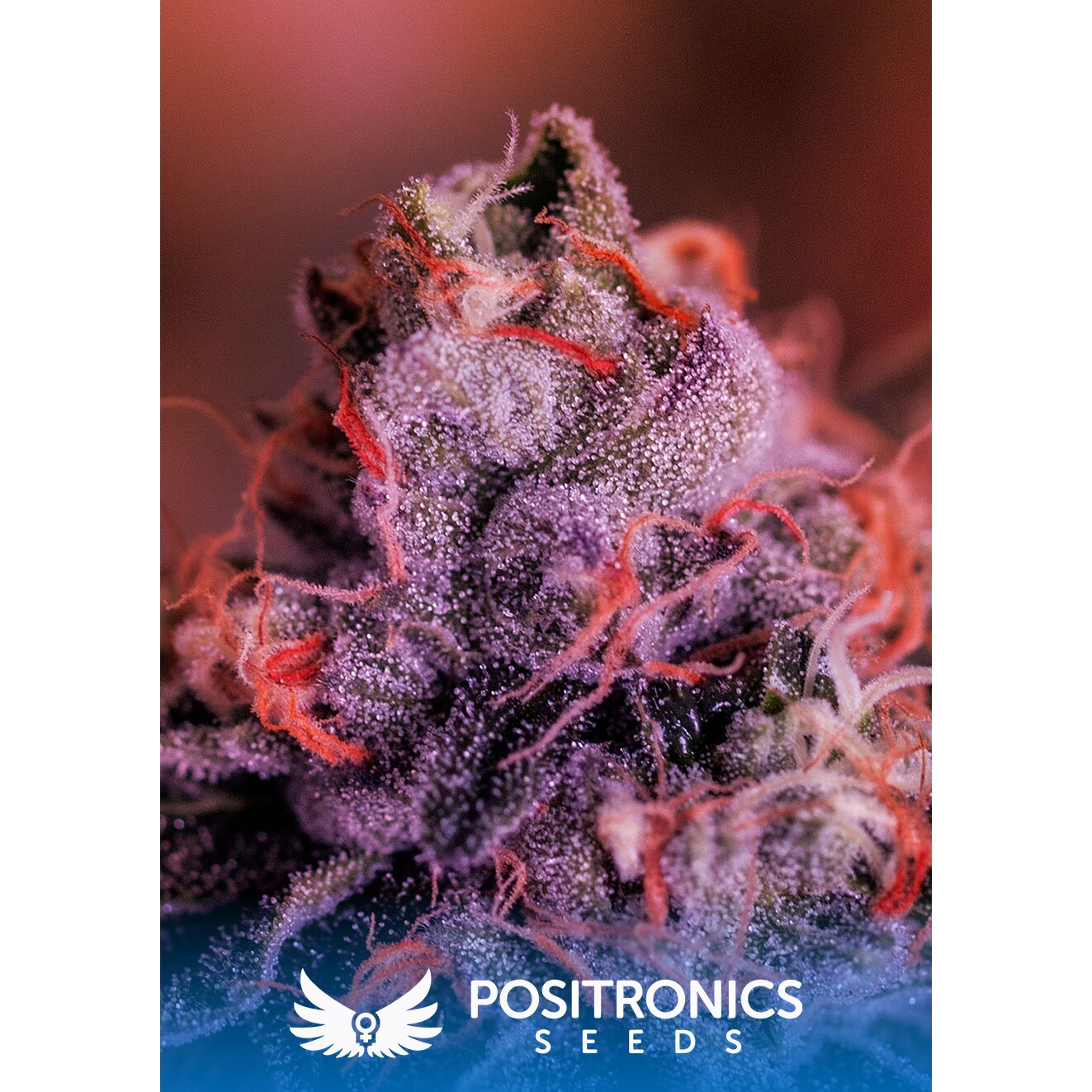 Gordo Master Kush Fem — Positronics