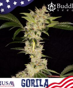 Gorila Fem — Buddha Seeds