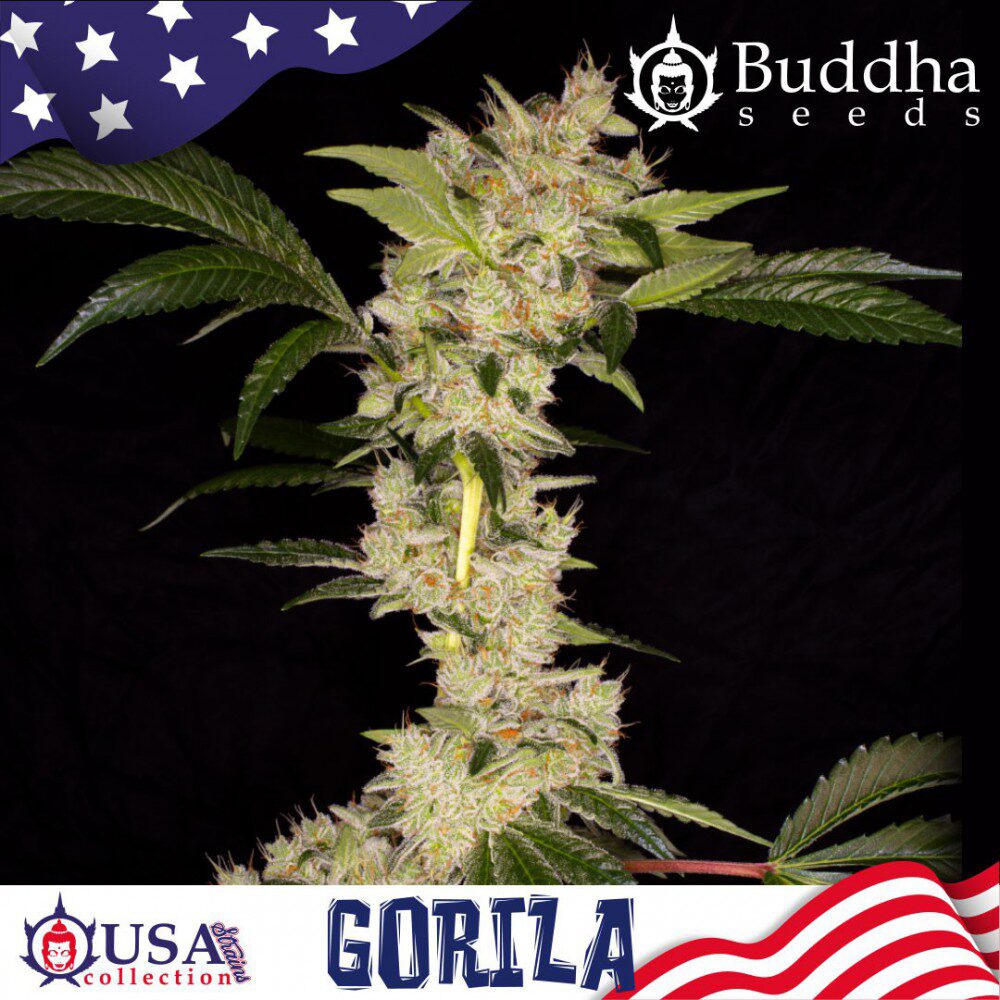 Gorila Fem — Buddha Seeds