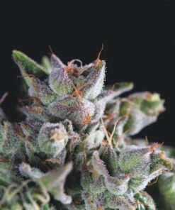 Gorila — Pyramid Seeds