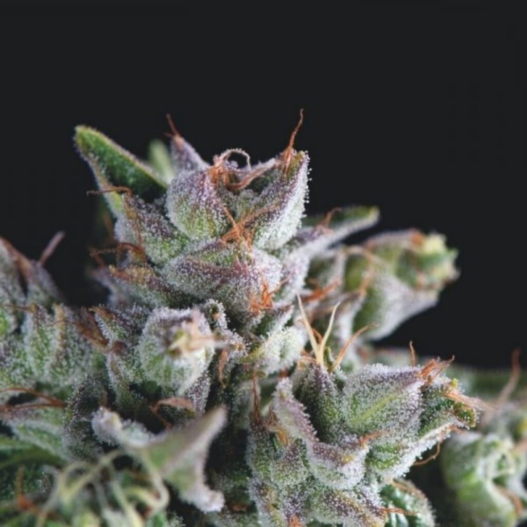 Gorila — Pyramid Seeds Gorila — Pyramid Seeds