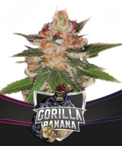 Gorilla Banana Fem — BSF Seeds