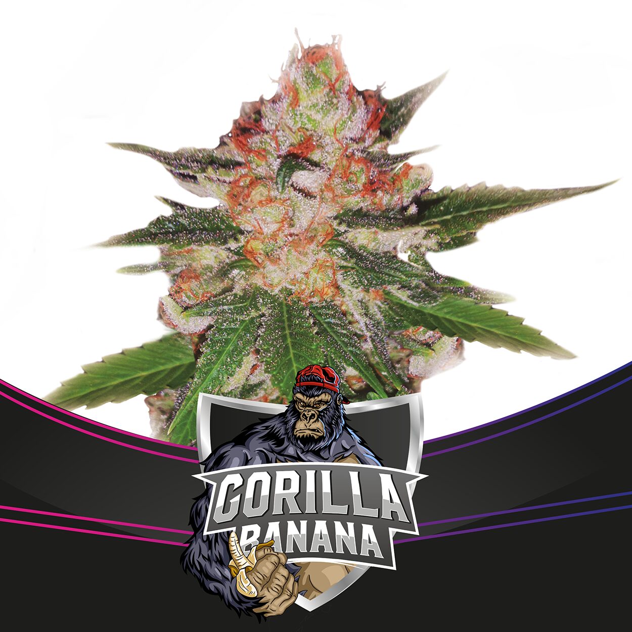 Gorilla Banana Fem — BSF Seeds