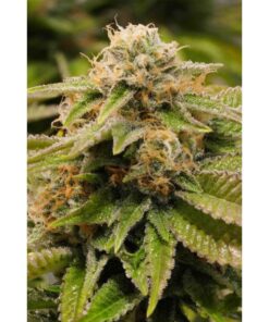 Gorilla Breath Fem — Humboldt Seeds Organization
