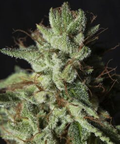 Gorilla Candy Fem — Eva Seeds