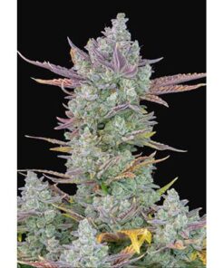 Gorilla Cookies Auto — FastBuds Seeds