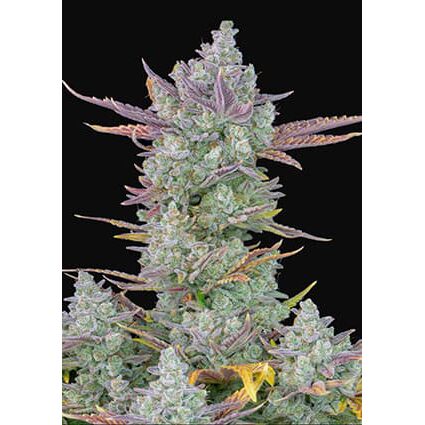 Gorilla Cookies Auto — FastBuds Seeds