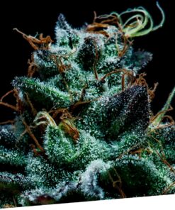 Gorilla Exclusive Fem — Exclusive Seeds