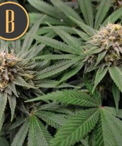 Gorilla G4 Auto — Blimburn Seeds