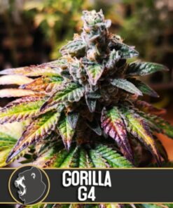 Gorilla G4 Fem — Blimburn Seeds