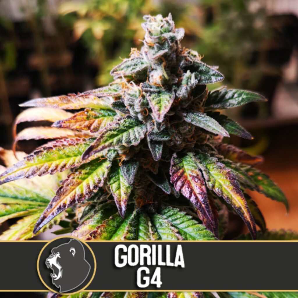 Gorilla G4 Fem — Blimburn Seeds