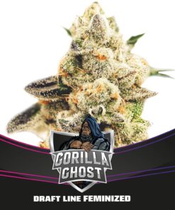 Gorilla Ghost — BSF Seeds