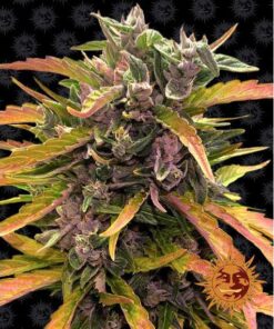 Gorilla Glue Auto — Barney's Farm
