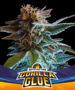 Gorilla Glue Auto — BSF Seeds