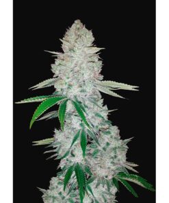 Gorilla Glue Auto — FastBuds Seeds