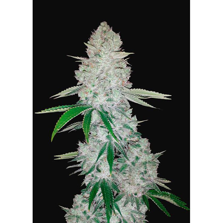 Gorilla Glue Auto — FastBuds Seeds