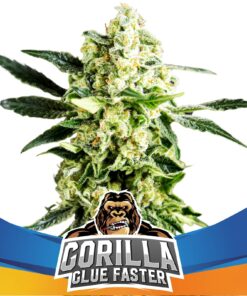 Gorilla Glue Faster Fem — BSF Seeds