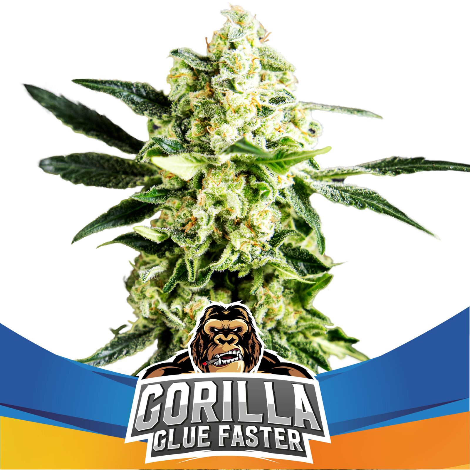 Gorilla Glue Faster Fem — BSF Seeds