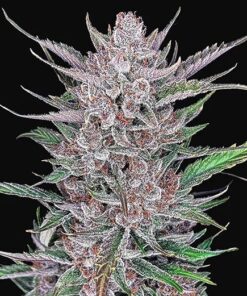 Gorilla Punch Auto — FastBuds Seeds