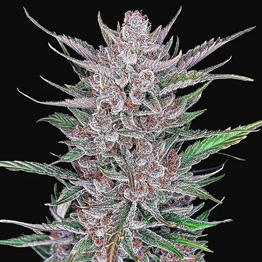 Gorilla Punch Auto — FastBuds Seeds