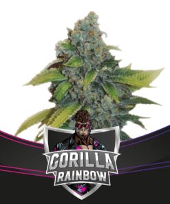Gorilla Rainbows Fem — BSF Seeds