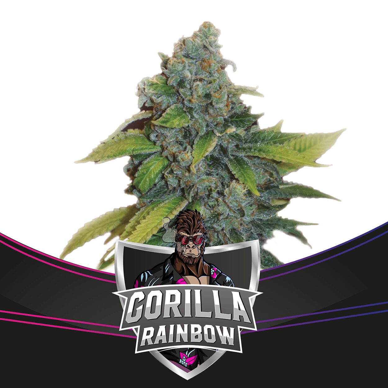 Gorilla Rainbows Fem — BSF Seeds