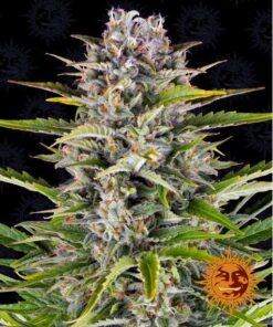 Gorilla Zkittlez Auto — Barney's Farm