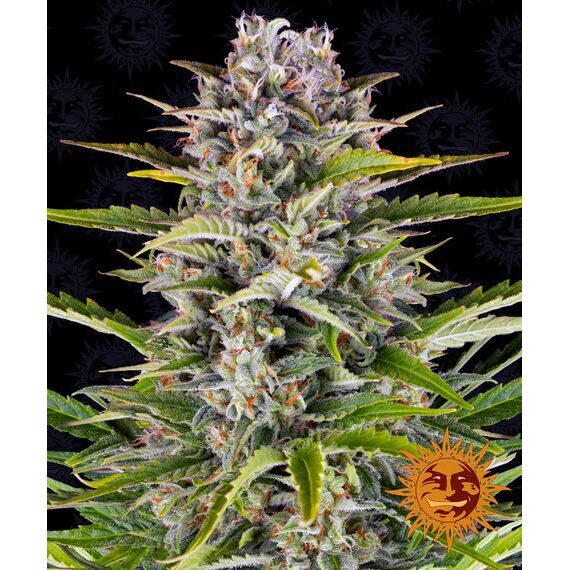 Gorilla Zkittlez Auto — Barney's Farm