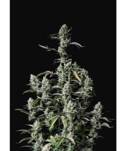 Gorilla Zkittlez Auto — FastBuds Seeds