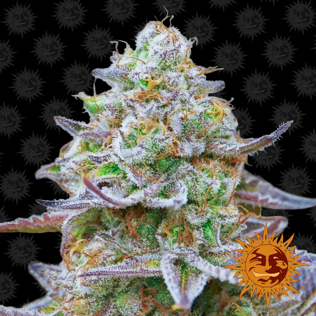 Gorilla Zkittlez Fem — Barney's Farm
