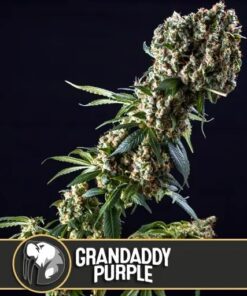 Grandaddy Purple Fem — Blimburn Seeds