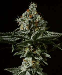 Grape Mints x Larry OG Fem — Tramuntana Seeds