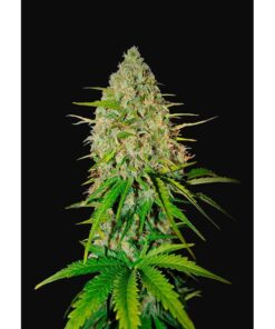 Grapefruit Auto — FastBuds Seeds