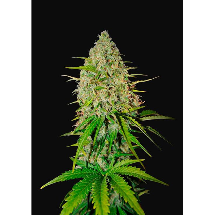 Grapefruit Auto — FastBuds Seeds