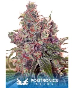 Grapefruit Fem — Positronics