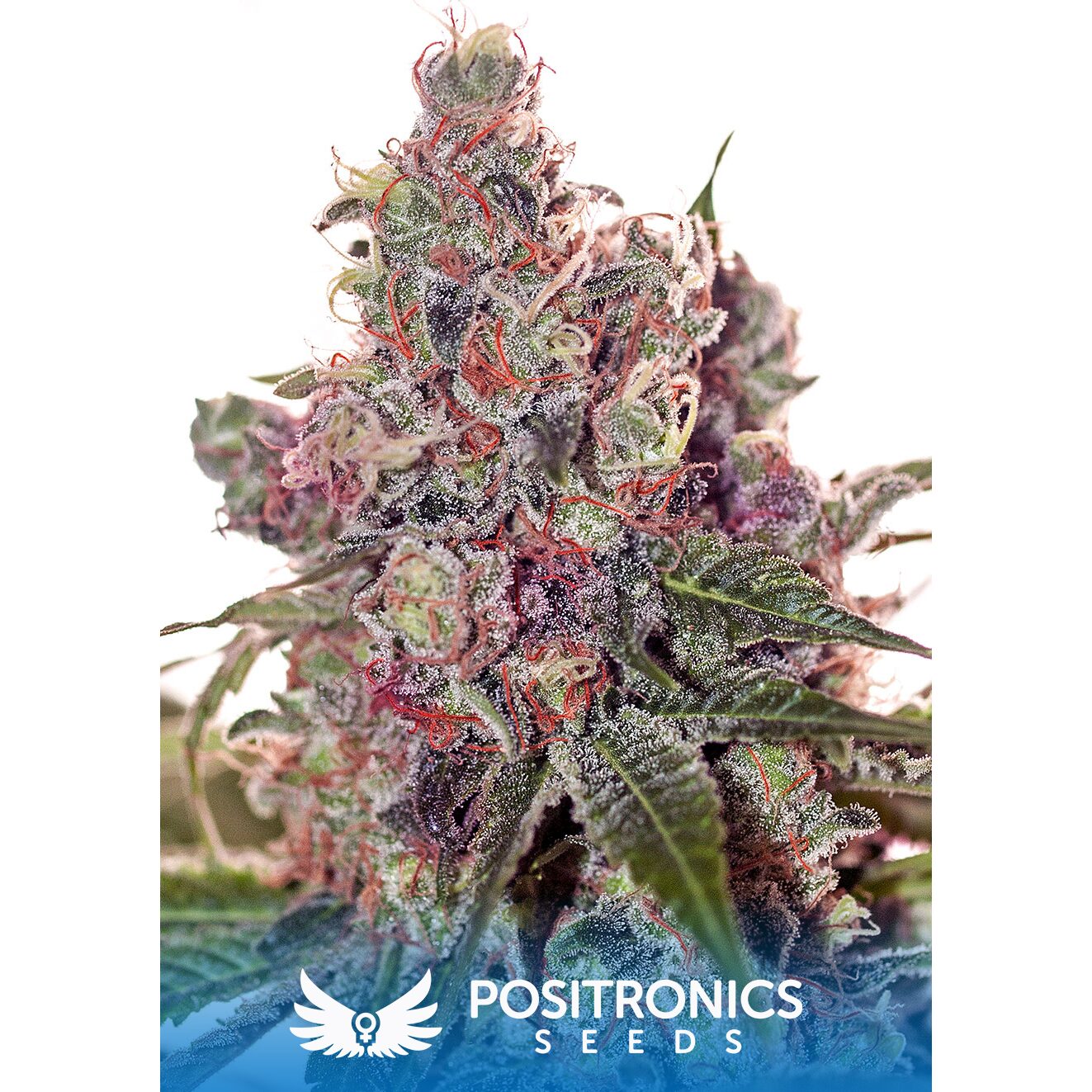 Grapefruit Fem — Positronics Grapefruit Fem — Positronics