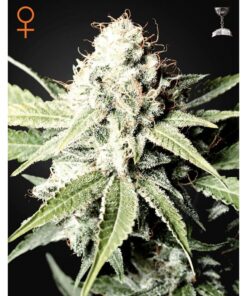 Great White Shark Fem. — Green House