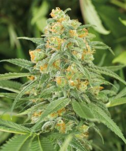 Green Crack 2.0 Fem — Humboldt Seeds Organization