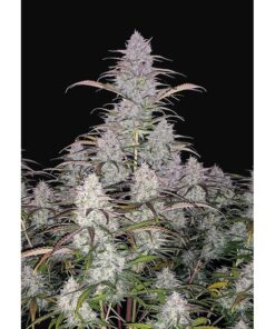 Green Crack Auto — FastBuds Seeds