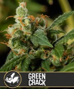 Green Crack Fem — Blimburn Seeds