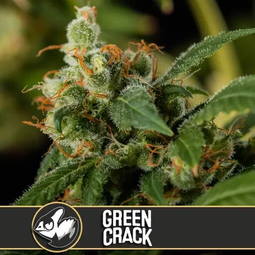 Green Crack Fem — Blimburn Seeds