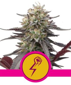 Green Crack Punch USA Premium Fem — Royal Queen