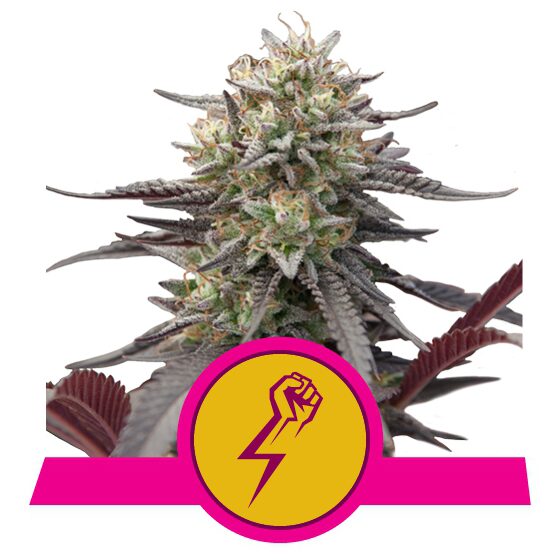 Green Crack Punch USA Premium Fem — Royal Queen
