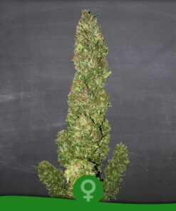 Green Flash Fem — La Semilla Automática